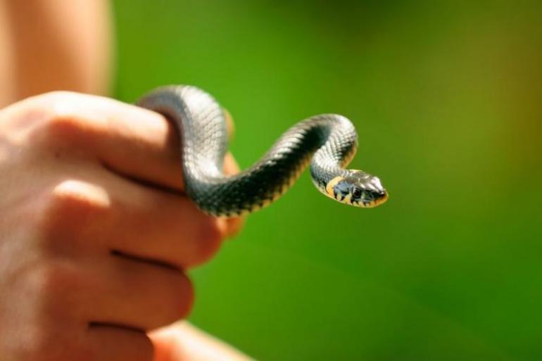 Las serpientes que no son tranquilizadas, se puede extraer una mayor cantidad de veneno, sin embargo, este es un proceso mucho más riesgoso para el encargado. Foto:123rf.com